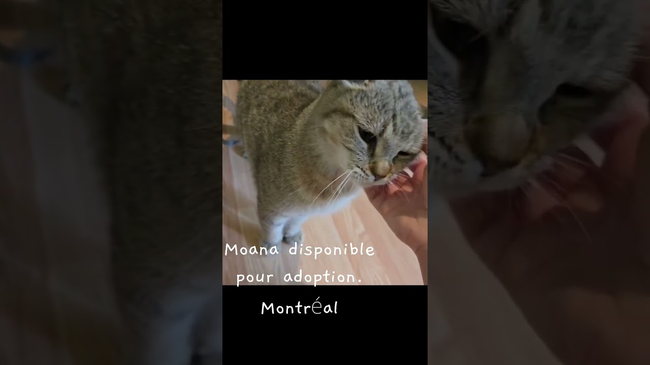 Enlarge Athena, a Adoptable Highland Fold in Montreal, QC video 2/5