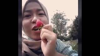 preview picture of video 'Kebun Jeruk dan Strawbery, Curup, Bengkulu'