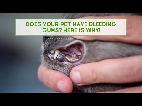 Does your Pet have BLEEDING GUMS?