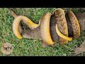 Monitor Lizard Vs Snake: The Rarest Encounter