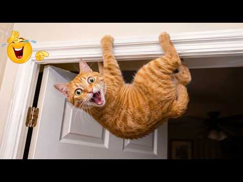 Try Not To Laugh At These Crazy Animal Fails 😂🐶 | Funny Pets Compilation 🤣😹