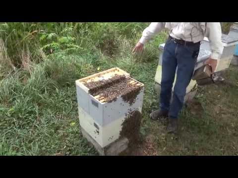 Michael Palmer - Catching a Bee Hive before it Swarms