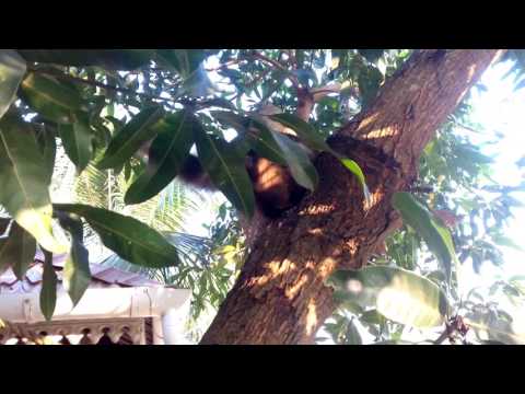 Karumbiyude maram kettam.