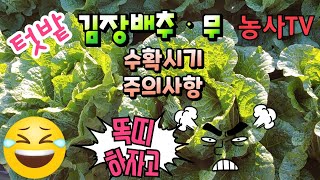 배추농사, 텃밭배추, 무 수확시기와 수확시 주의점 [농사TV]