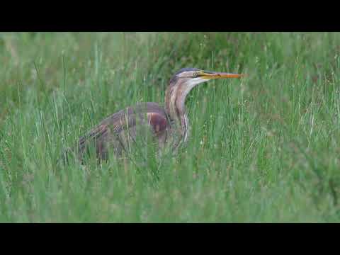 Airone Rosso - Ardea purpurea