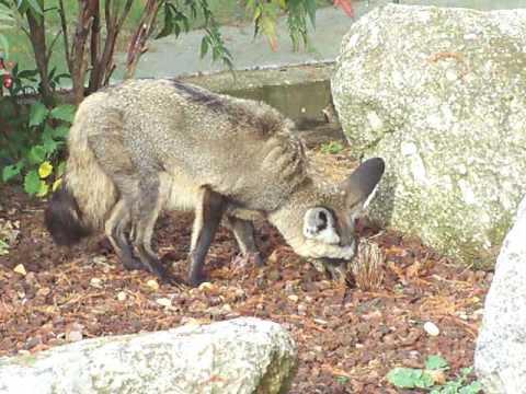 OTOCYON (Milardello).mov