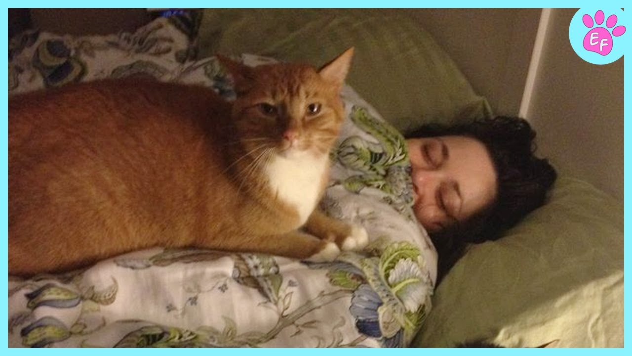 No Dog, No Problem When Your Cat’s on Duty! ❤️ Cats That Love Their Owners