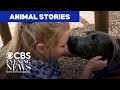 Wholesome Animal Stories From Steve Hartman