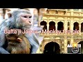World Famous Monkey Temple II GaltaJi Temple II India