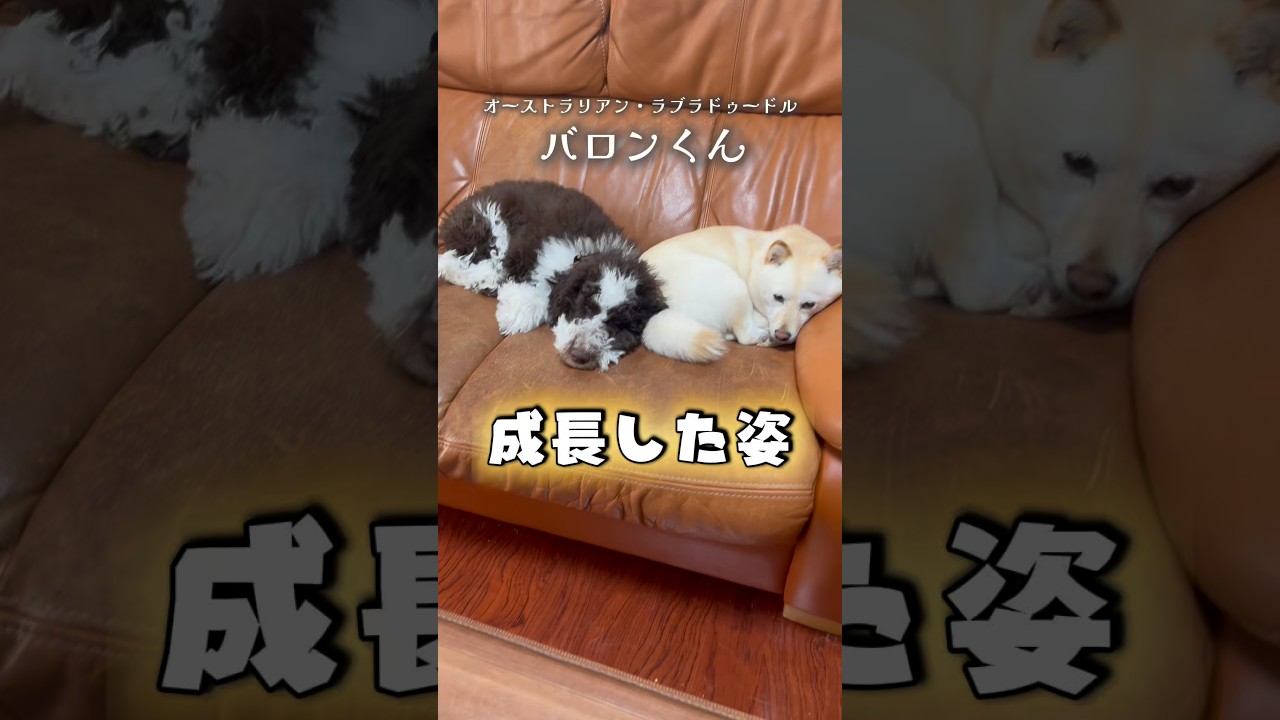 今から約2年前に豆千代くんちで預かっていた留学生 バロンくんの現在の姿がコチラ✨ #オーストラリアンラブラドゥードル  #豆柴 #柴犬 ⁣