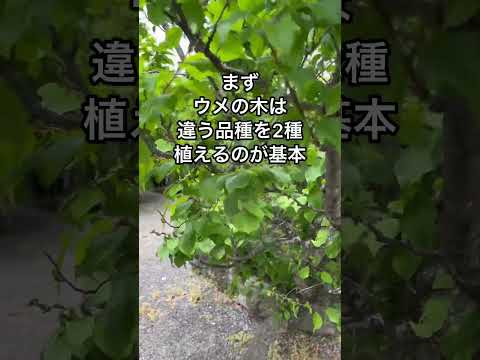 果樹を遅霜から守るにはどうすればよいですか？魔法のヒントとコツ！  庭園