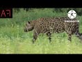 Amazon Jungle Ke Khubsurat WhatsApp Status Video Amazon Jungle