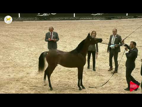 N.8 D TAMJEED - SEWC 2019 - Yearling Fillies (Class 1B)