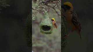 Download lagu 🔥 This Bird Weaves an Entire Hanging Home With Just Grass! 🐦🤯 #Shorts #Wildlife mp3