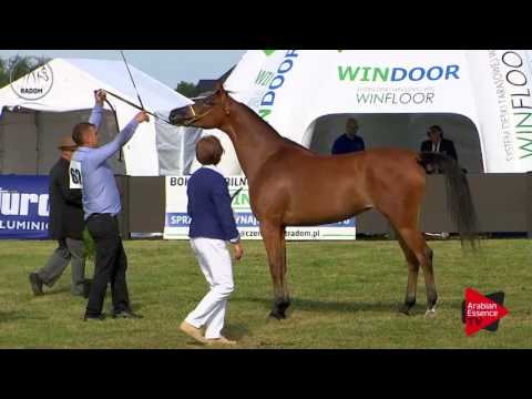 N.62 WEDA - Radom 2017 - 4.6 Years Old Mares (Class 7)