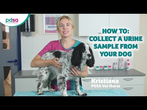 YouTube video about: How to get a urine sample from a female dog?