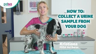 How To Collect A Urine Sample From Your Dog: PDSA Petwise Pet Health Hub