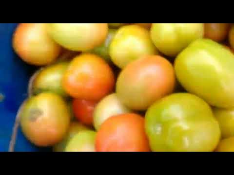 Sonny Padilla Shows You How to Get The Best Tomatoes Ever!