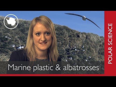 The impact of marine plastics on albatrosses