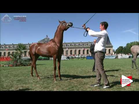 Chantilly 2016 ABCE - CLASS 14 - Yearling Colts Championship