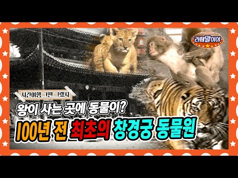 [라떼말이야] 우리나라 최초의 동물원은 창경궁에 있었다?🤔🐯 | 1900년대 동물원 풍경 #라떼말이야 #MSG (MBC 151004 방송)