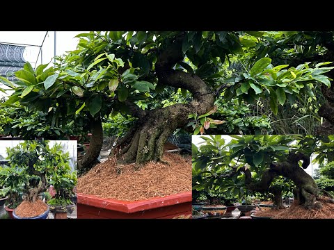 Thêm phân- thêm đất cho mai không thay chậu trước khi tạo nụ