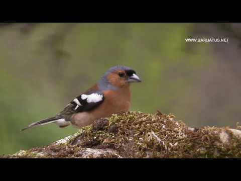Pinzón vulgar ( Fringilla coelebs ) Chaffinch