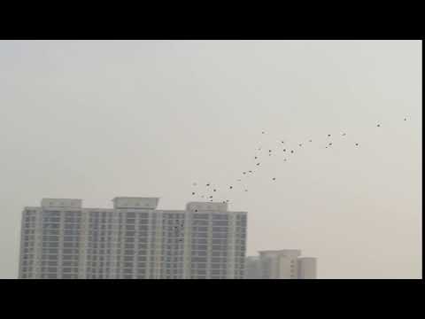 MVI 3478 Red Avadavats flying, Hulimavu, 310318