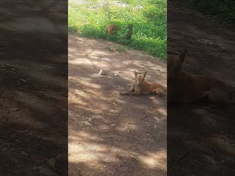 dogs funny video🤣#ytshorts#ytviral#subscribe#mujibmultivlogs#