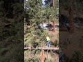 Pace Florida - Pine Tree Removal Service