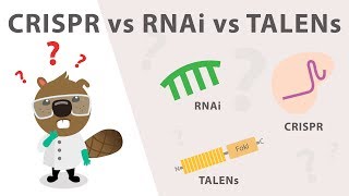 Gene Silencing Methods: CRISPR vs. TALENs vs. RNAi