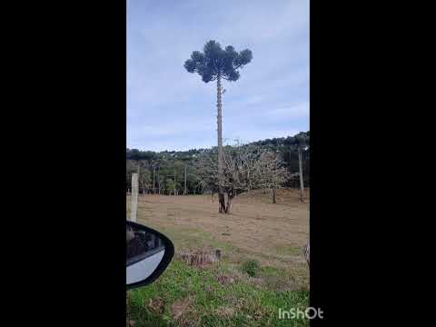 Pessegueiros Bocaina do Sul SC