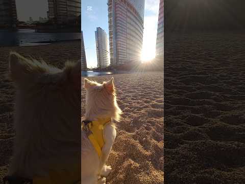 Chilling with my dogs #dog #fypシ #cute #beach #hangout #trending