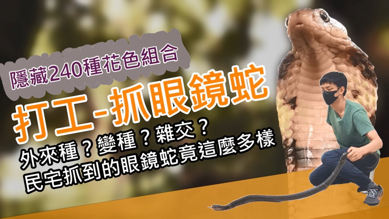 [外送抓蛇]大學生打工：抓眼鏡蛇；工讀生獲報抓眼鏡蛇！狗貓被毒蛇咬到怎麼辦？(第二集 恐懼●蛇)