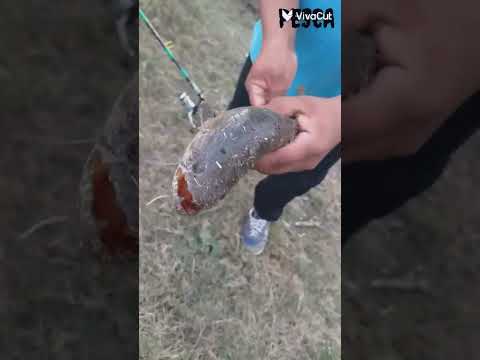 Pesca🎣 Viale Entre Ríos 