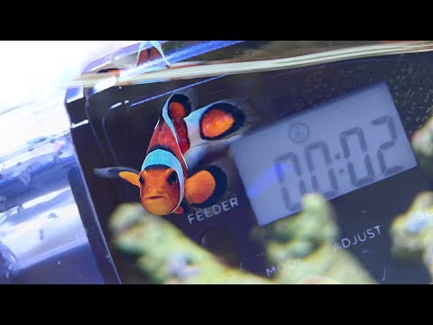 YouTube video about: How to set imagitarium fish feeder?
