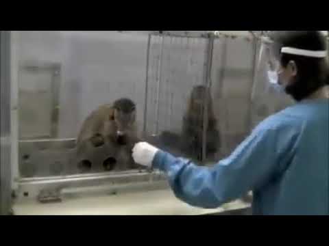 Capuchin monkey fairness experiment