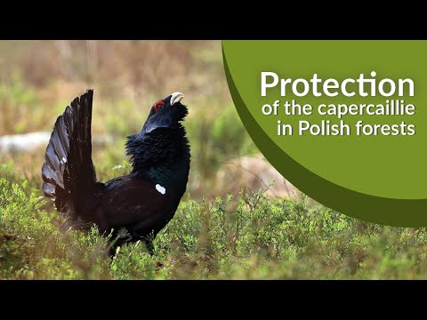 Protection of the capercaillie in Polish forests