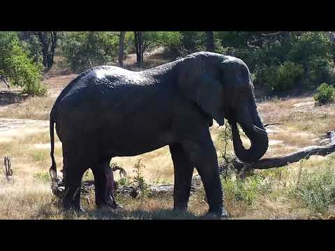 Djuma: Lone Elephant bull - 10:50 - 05/09/19