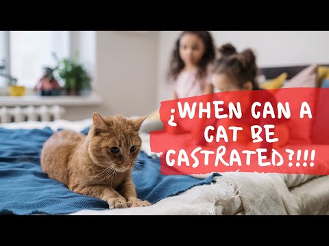 😺¿WHEN CAN A CAT BE CASTRATED? (Female and male)