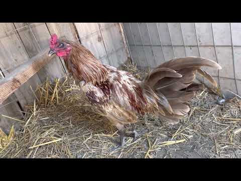 Chocolate 🍫 Henny Stag