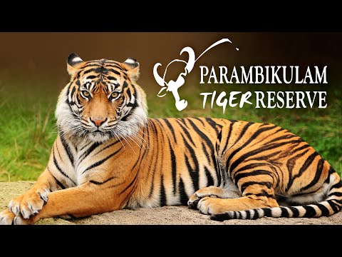 "Parambikulam Tiger Reserve: Where Nature's Wonders Come to Life" | Palakkad