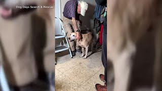Smelly socks lead to sweet reunion between 93-year-old man and his lost dog