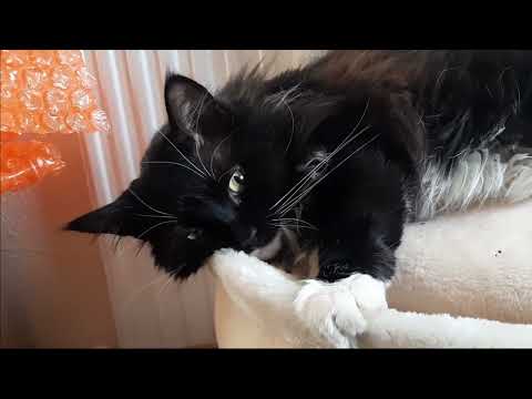 Catnip makes me sleepy - Mr. Darcy, tuxedo cat