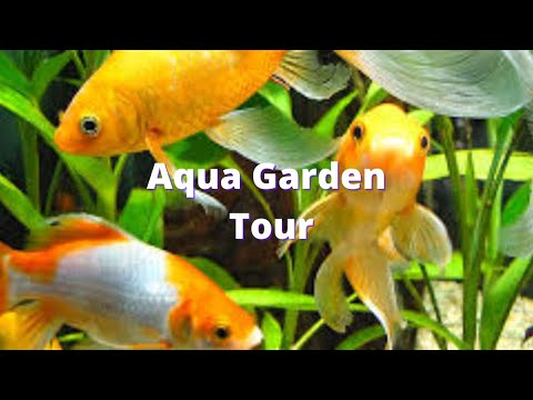 Aqua Garden Aquarium Setup Tour W/ Striped & Spotted Raphael Catfish