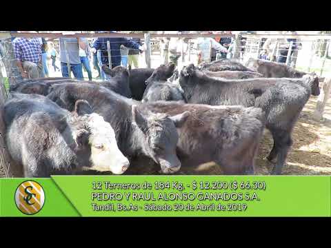 20-04-19 - Venta de Machos  - Pedro y Raul Alonso Ganados S.A. - Tandil