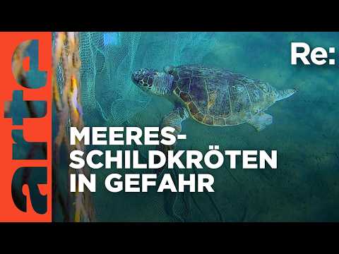 Video Thumbnail: Die Schildkröten-Retter vom Mittelmeer | ARTE Re: