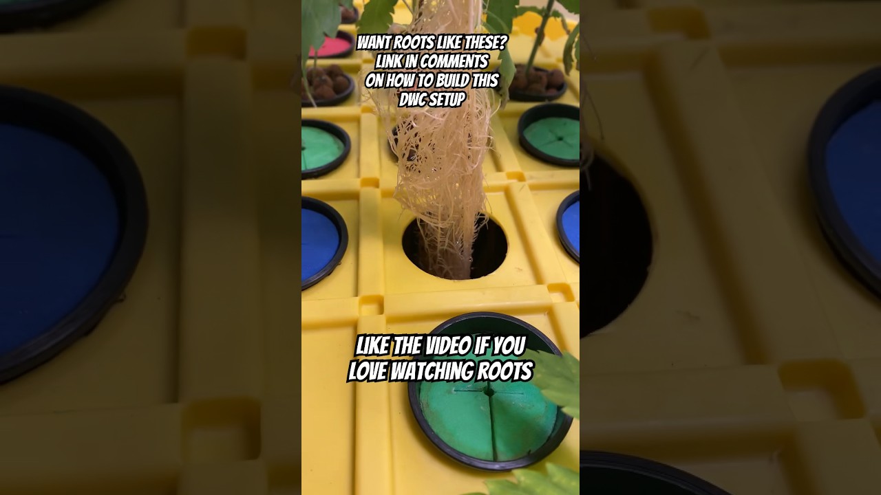 Grow In DWC System #shorts #DWC #roots