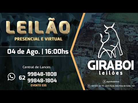 Leilão Gado de Corte - Giraboi Leilões 04/08/2026 Bela Vista de Goiás