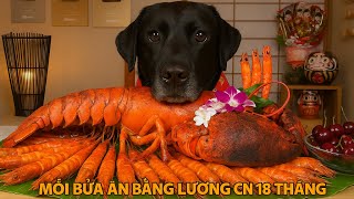 ASMR: Chú chó Quý tộc MUKBANG một bừa ăn bằng lương CN 18 tháng
